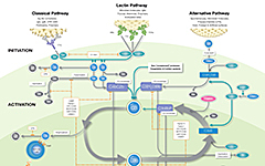 Complement system roadmap