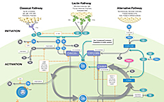 Komplementsystem Roadmap