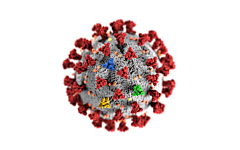 SARS-CoV-2 mutations