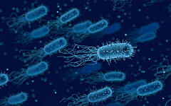 Bakterien Mikrobiologie