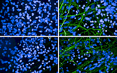 Anti-Tau Antibody Stressmarq