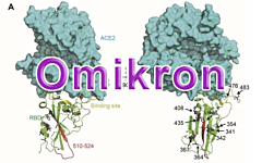 Omikron-Variante: Spike RBD Proteine und pseudovirale Partikel