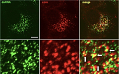 mouse anti double-stranded RNA antibody (clone J2)