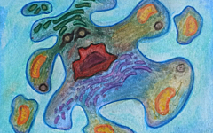 Apoptose