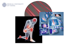 Joint Meeting on Vascular Biology, Inflammation and Thrombosis 