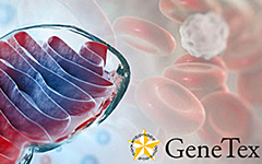 recombinant antibodies GeneTex