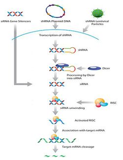 mRNA Degradation