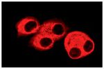 Actin (I-19): sc-1616