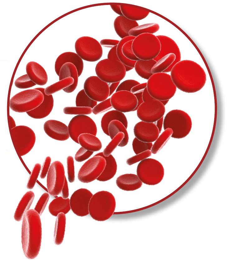 Humane rote Blutkörperchen