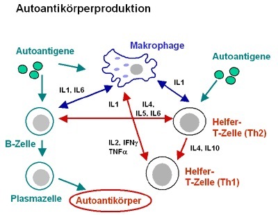 Autoantikörperproduktion