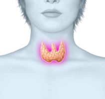 Hashimoto-Thyreoiditis