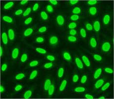 HEp-2 ELITE DFS70 KO Homogenous