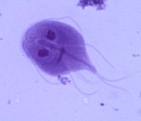 Giardia lamblia