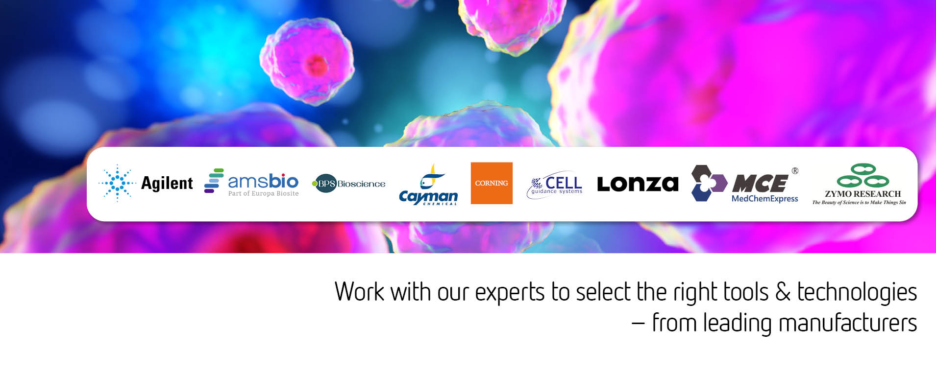 Explore now 3D cell culture and organoids