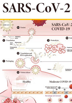 GeneTex SARS-CoV-2 poster