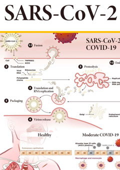 GeneTex SARS-CoV-2 Poster